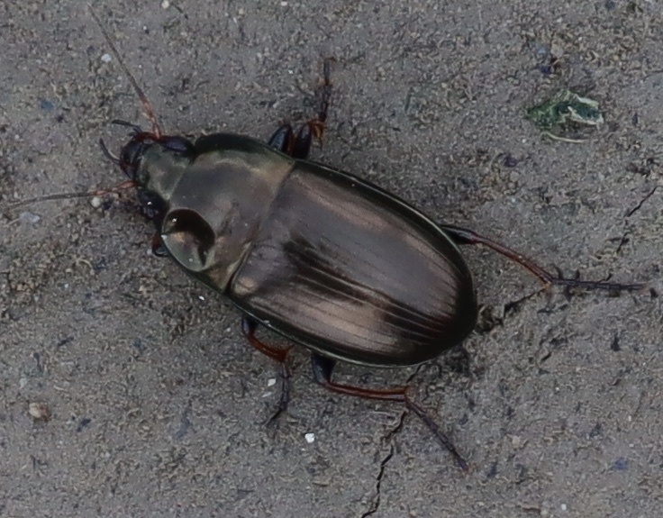 Amara chalcites