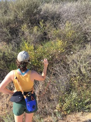 Malacothrix saxatilis