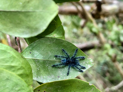 Caribena versicolor