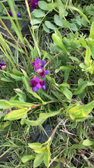 Lathyrus japonicus