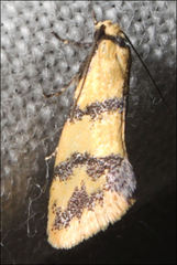 Psaroxantha basilica