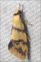 Psaroxantha basilica