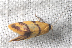 Psaroxantha basilica