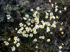 Euphrasia wettsteiniana