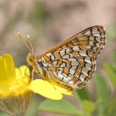 Euphydryas anicia wecoeut