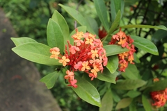Ixora chinensis