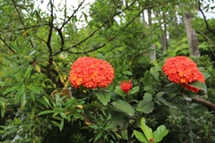 Ixora chinensis