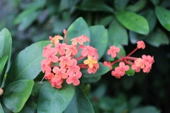Ixora chinensis
