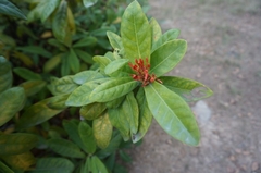 Ixora chinensis