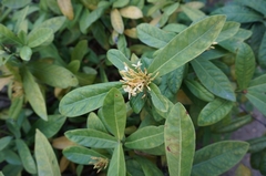Ixora chinensis