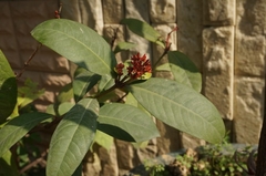 Ixora chinensis