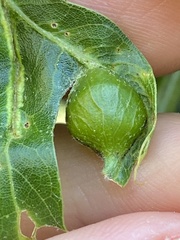 Dryocosmus quercusnotha