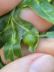 Dryocosmus quercusnotha