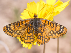 Euphydryas anicia wecoeut