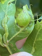 Dryocosmus quercusnotha