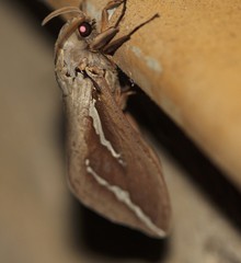 Abantiades argyrosticha