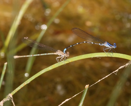 Blue-ringed Dancer photo 6
