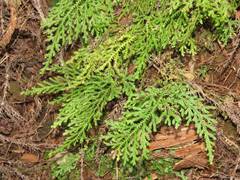 Selaginella labordei