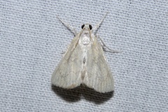 Glaphyria sesquistrialis