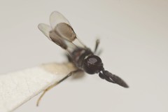 Cryptanusia