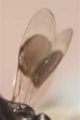 Cryptanusia