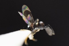 Cryptanusia