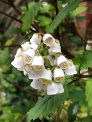 Jovellana punctata