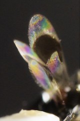 Cryptanusia