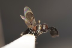 Cryptanusia