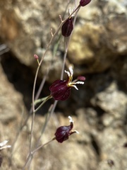 Streptanthus glandulosus niger