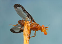 Diacrita costalis