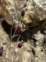 Streptanthus glandulosus niger