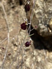 Streptanthus glandulosus niger
