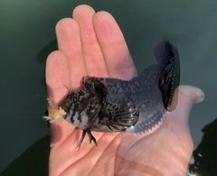 Hypsoblennius gilberti