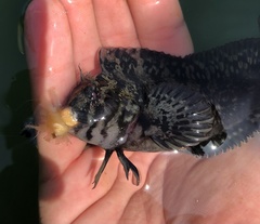 Hypsoblennius gilberti