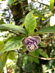Psychotria urbaniana