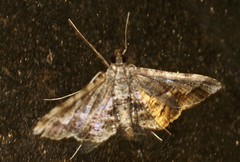 Merodictya marmorata