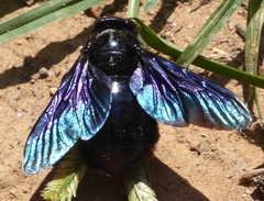 Biluna