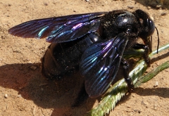 Biluna