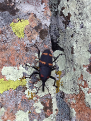 Cactophagus spinolae