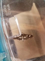 Desmia maculalis