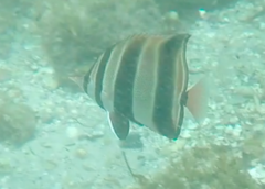 Chelmonops truncatus