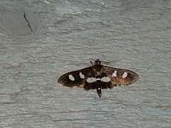 Desmia maculalis