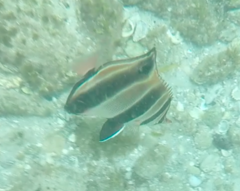 Chelmonops truncatus