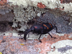 Cactophagus spinolae