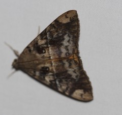 Oxyodes tricolor
