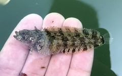 Paraclinus integripinnis