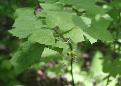 Ribes spicatum hispidulum
