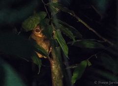 Cephalopachus bancanus borneanus