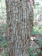 Ostrya virginiana image